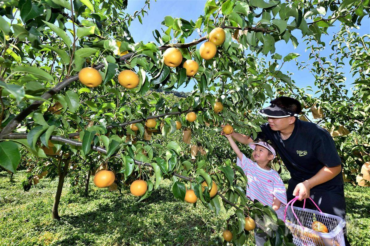 8月14日,游客在保康县店垭镇徐家堰村梨园采摘黄金梨.