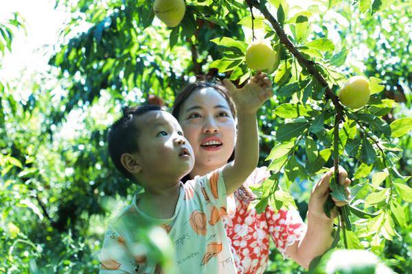 贵州大方：发展特色种植助力乡村振兴