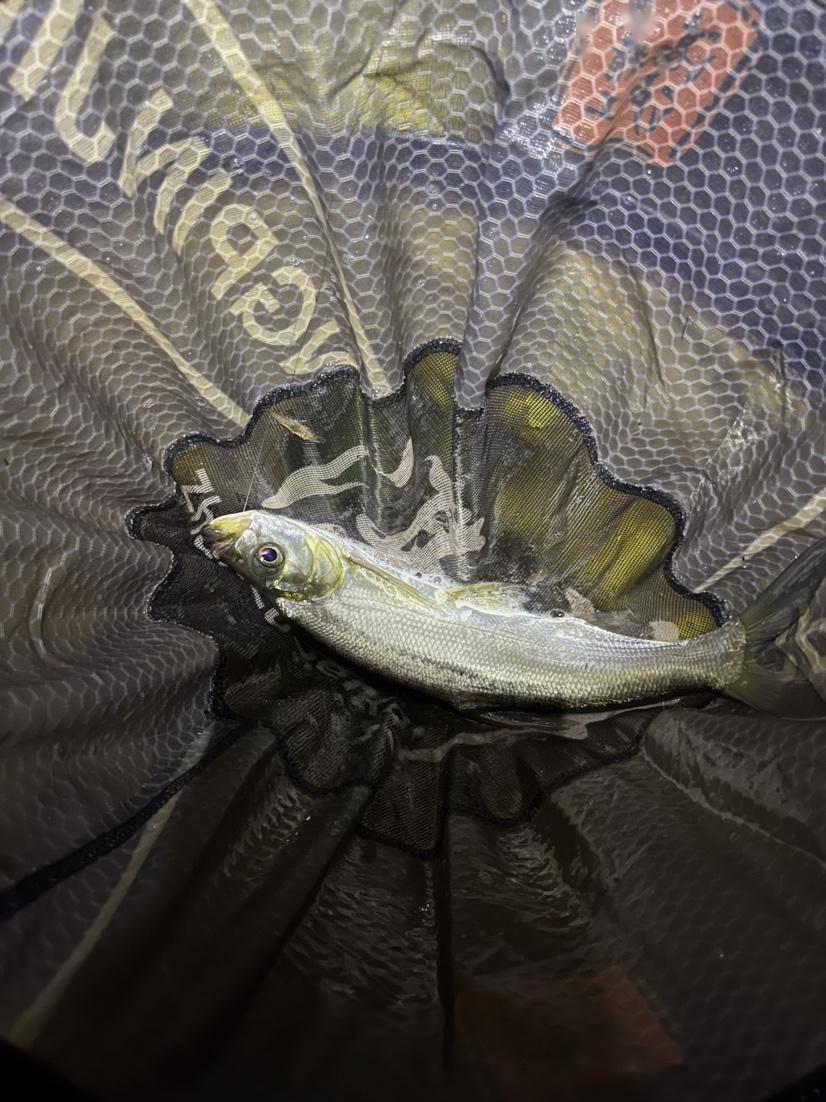 「8月鱼获」挑战夜钓翘嘴,意外解锁巨物_表哥_草鱼_因为