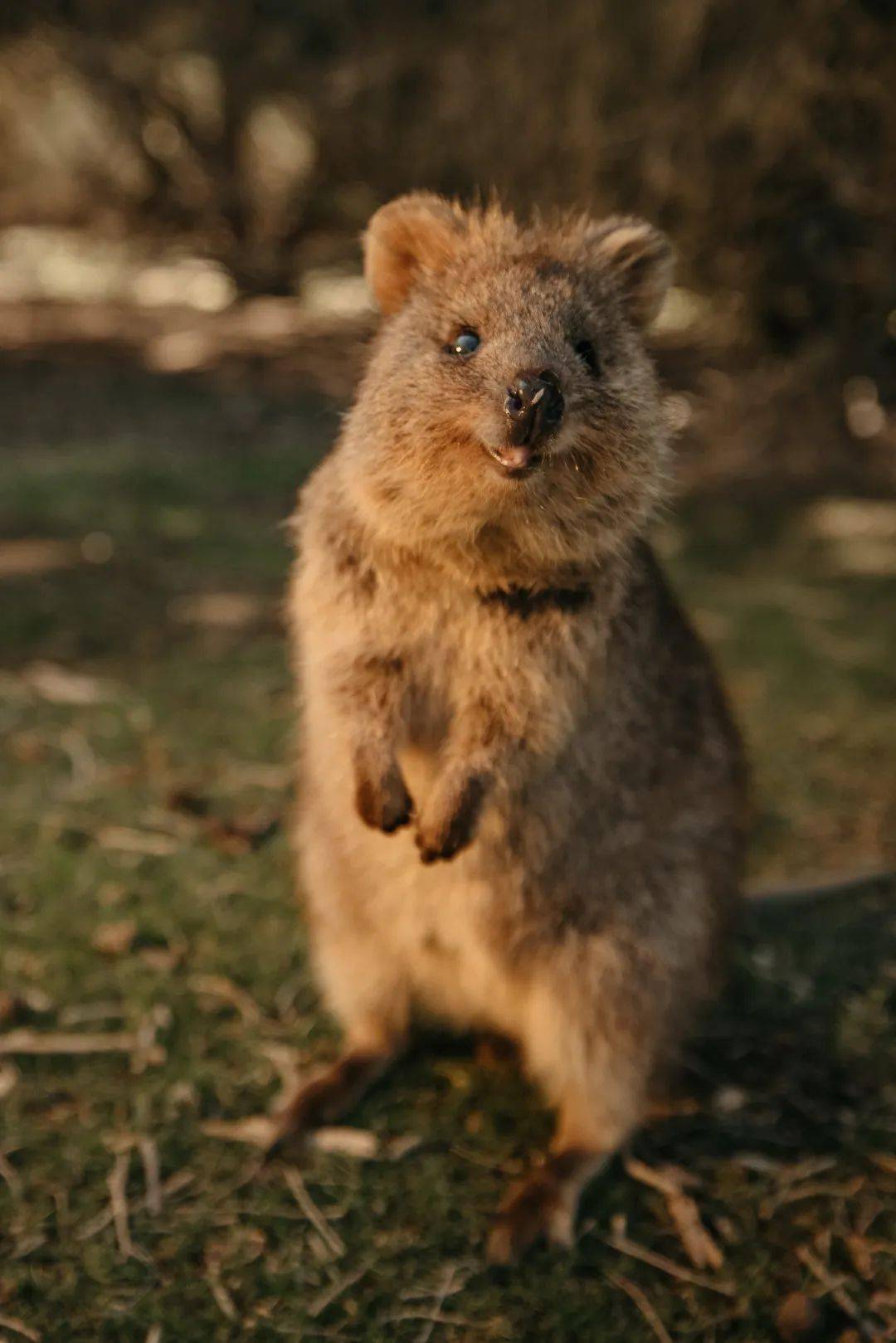 那一定是微笑的袋鼠 quokka 啦 看到短尾矮袋鼠的笑容,一天的心情会