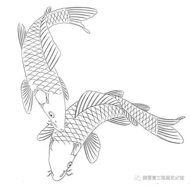 鲤鱼百态实用白描画稿图片