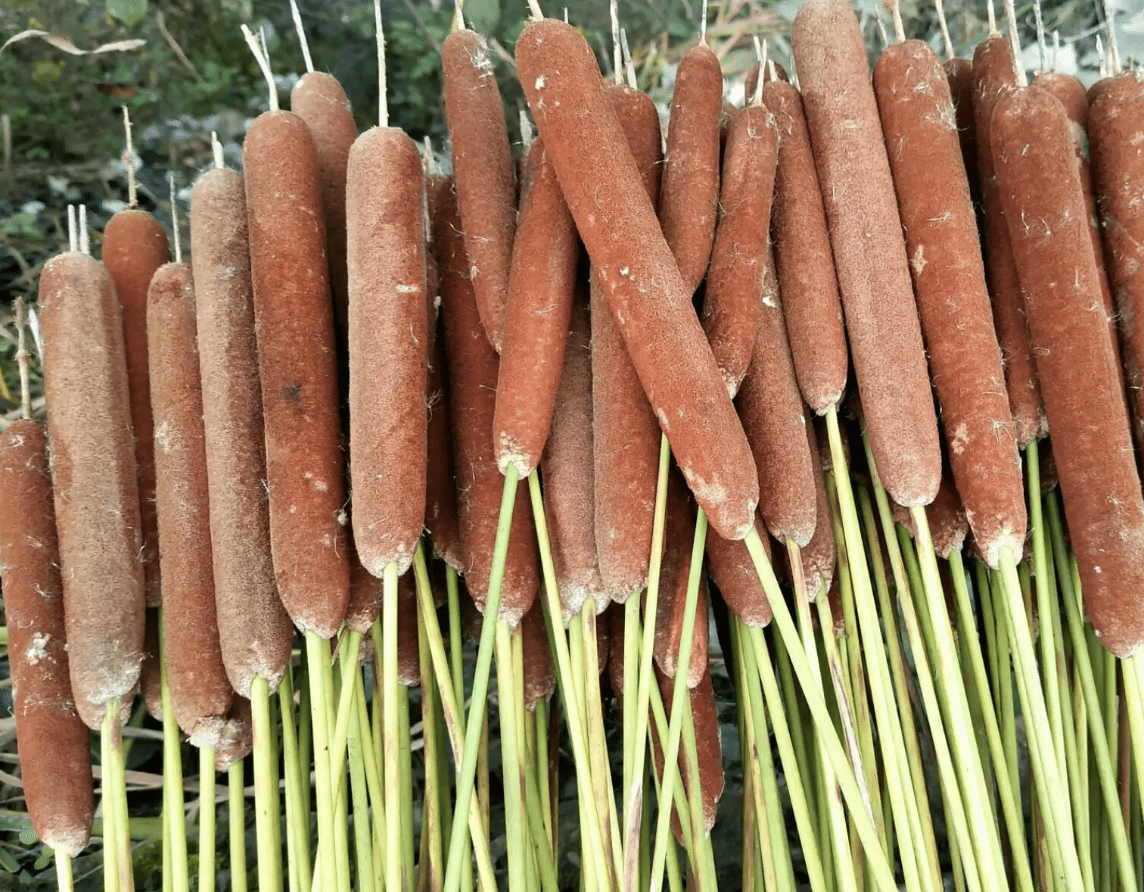 潮湿的小溪边,有1种"蒲草",远看像"烤肠",殊不知用处多_植物_香蒲