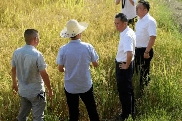 8月8日下午,上饶市余干县委副书记,县长叶文华先后深入梅港乡金埠村