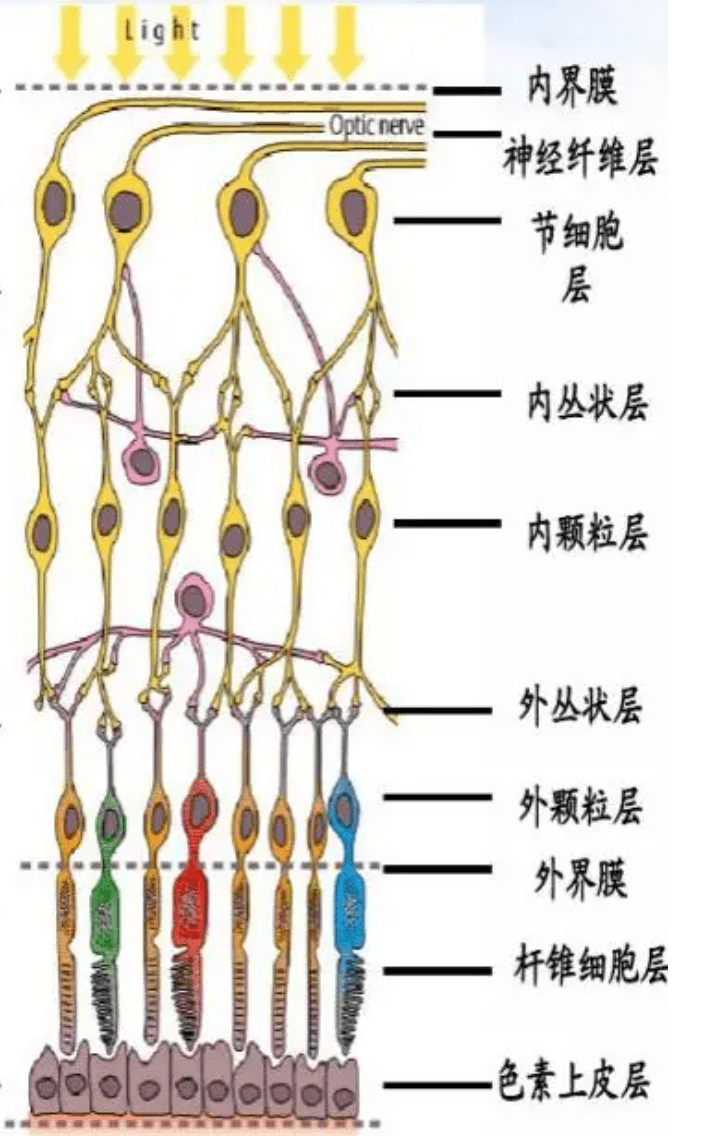 視網膜貼於眼球的後壁部,主要由色素上皮細胞,視細胞,雙極細胞,節細胞