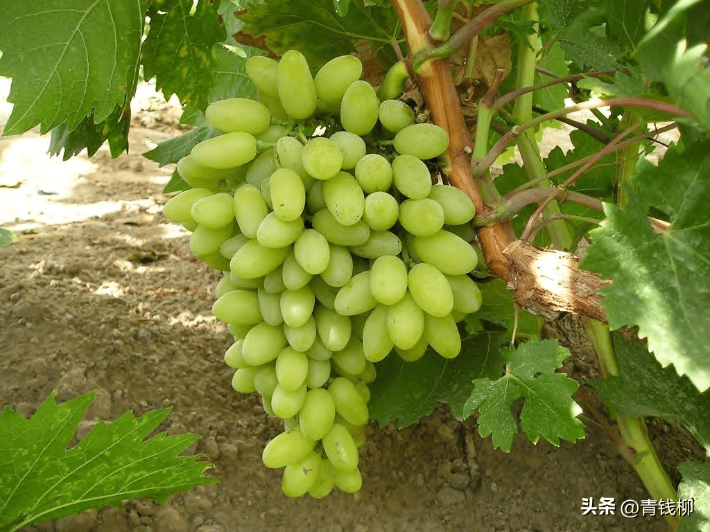 无核白鸡心葡萄栽培管理技术_进行_养分_枝条