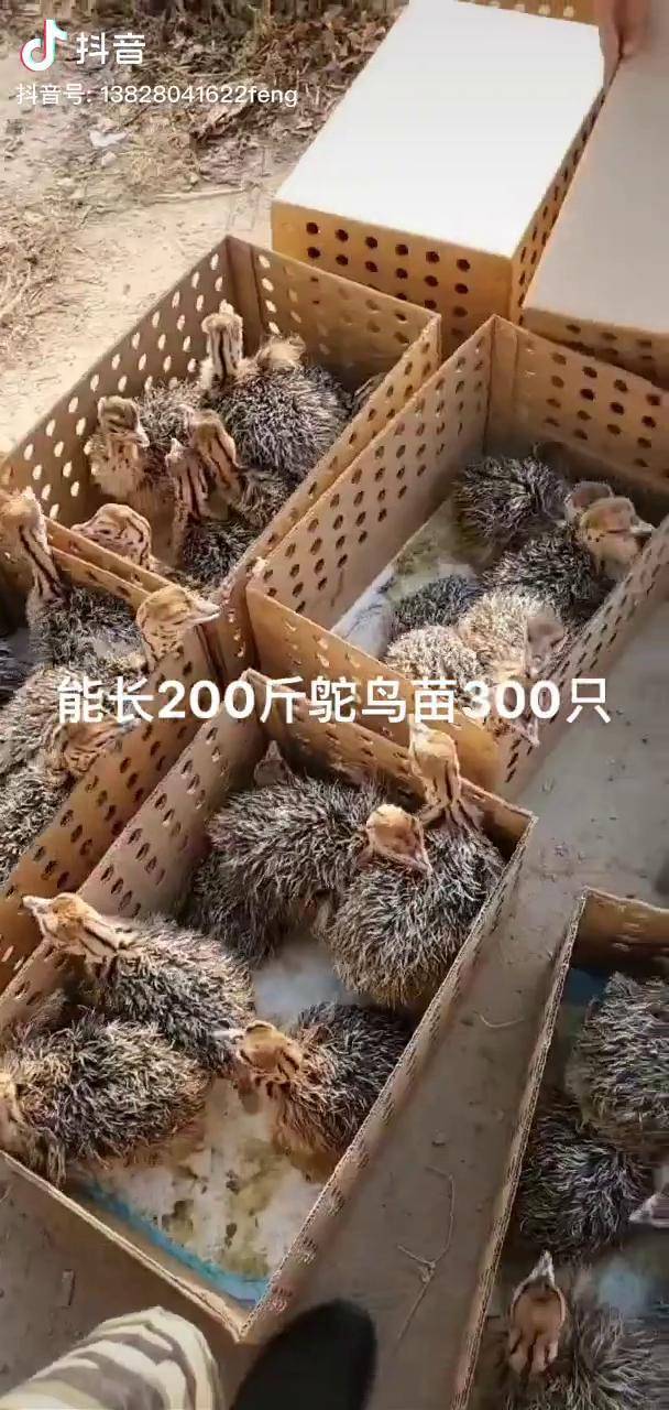 湖南鸵鸟苗 鸵鸟苗 云南鸵鸟苗 广西鸵鸟苗 鸵鸟鲜蛋 鸵鸟蛋_鸵鸟_鲜