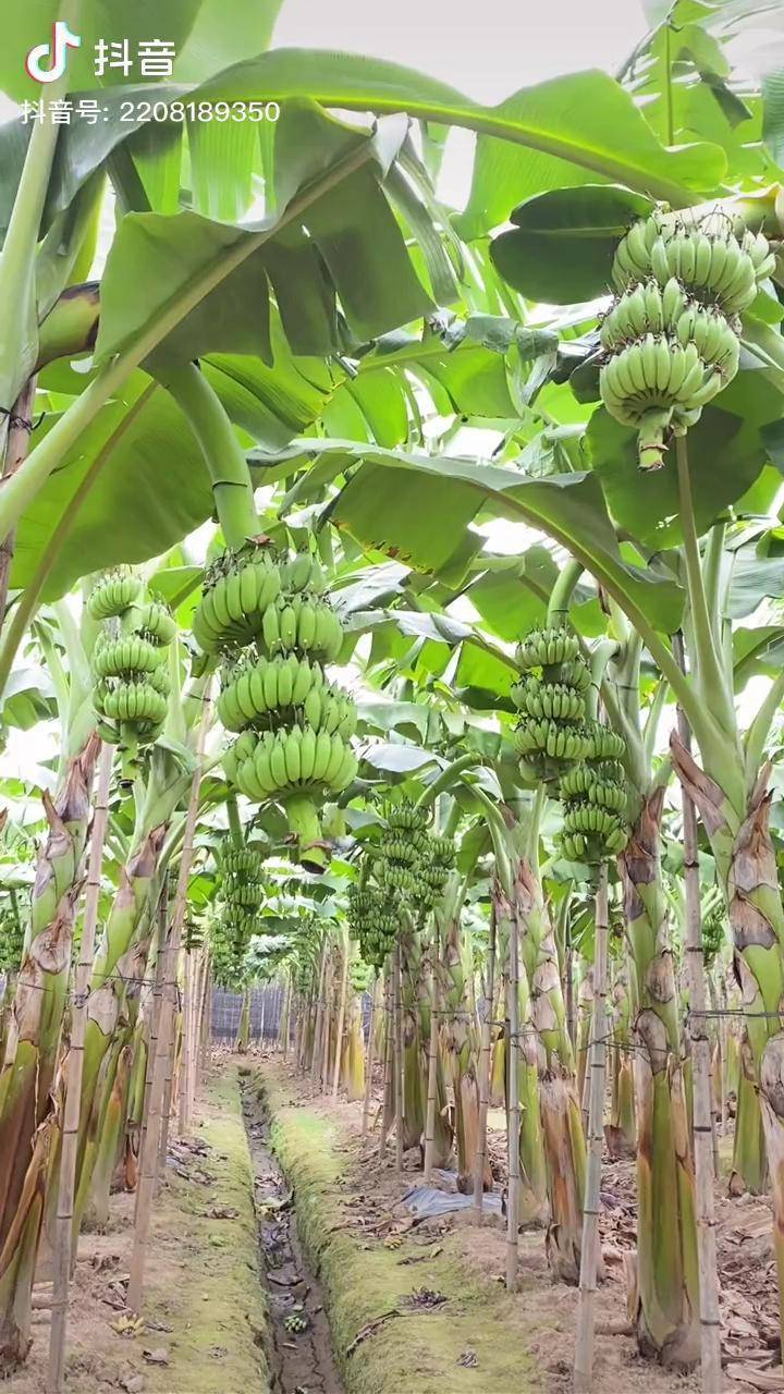 粉蕉挂果了有点像一串的绿灯笼香蕉种植 三农_灯笼_挂果_香蕉