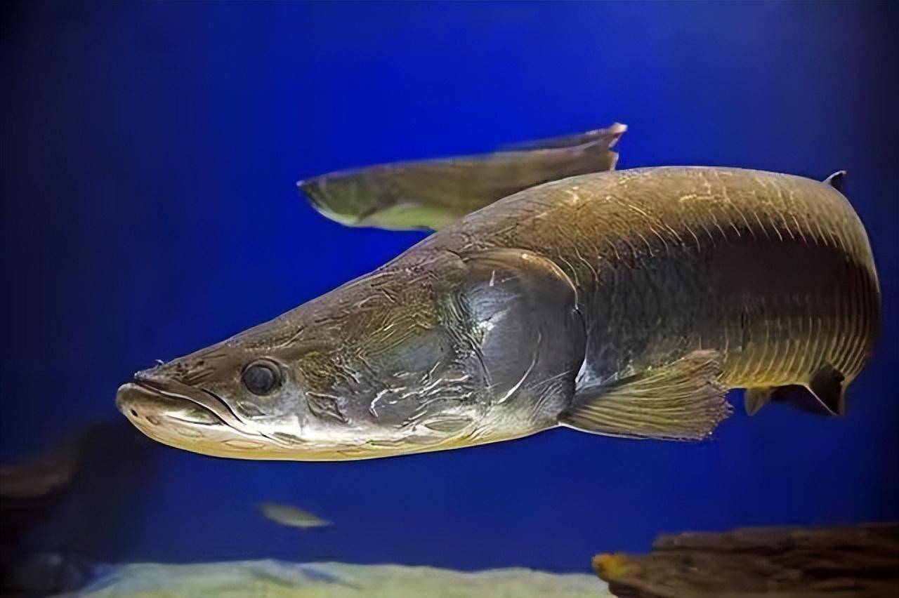 鱼友总结的十大猛鱼,看看有无漏网之鱼,比起我国的猛鱼如何?