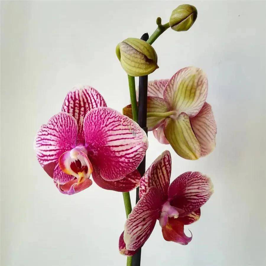 36种极品蝴蝶兰欣赏_极品