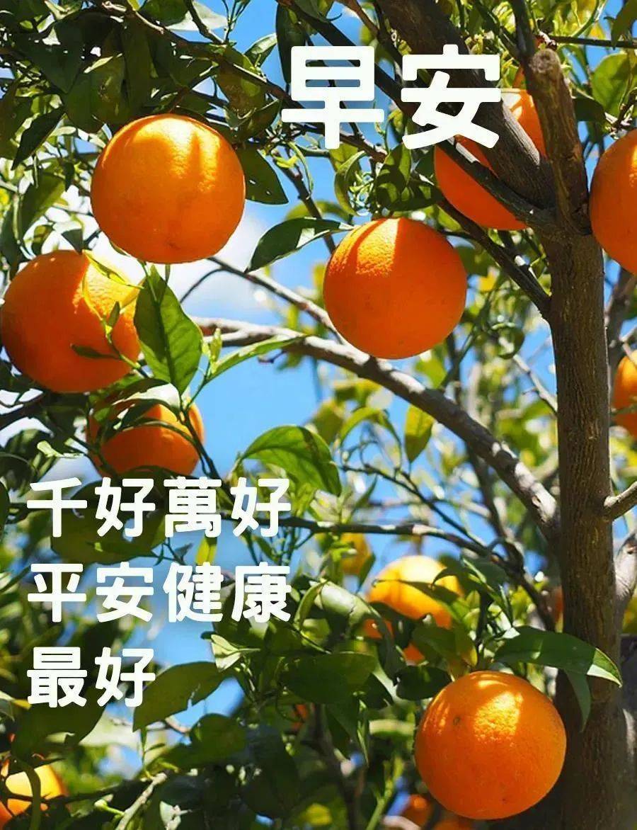 9张最新创意好看的夏日早安早上好图片 不用打字聊天的夏天早上好问候