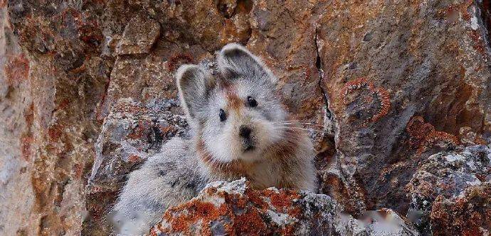 近日,志愿者在新疆精河县区域吉普克山区等地拍到了伊犁鼠兔,这是一种