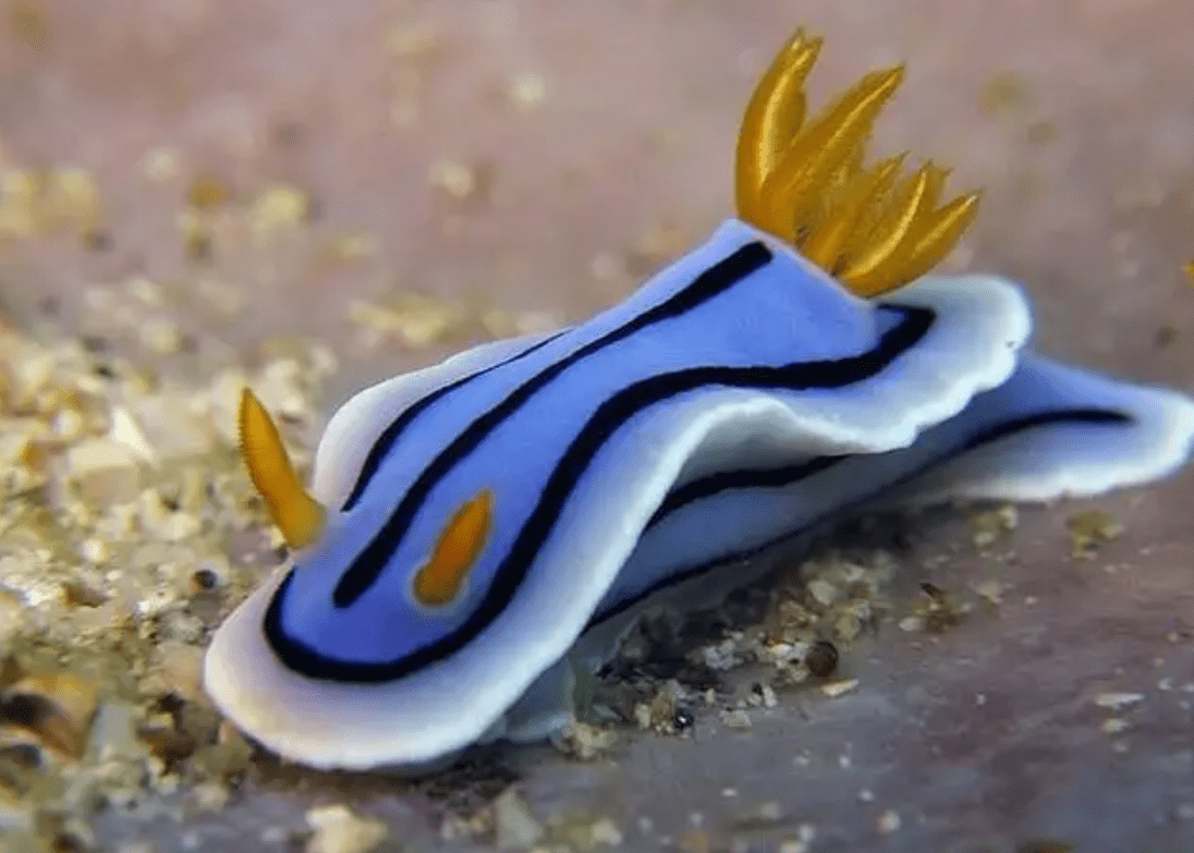 不同种类的海蛞蝓外形也不一样这种生物叫做海蛞蝓,为了繁殖它们可以