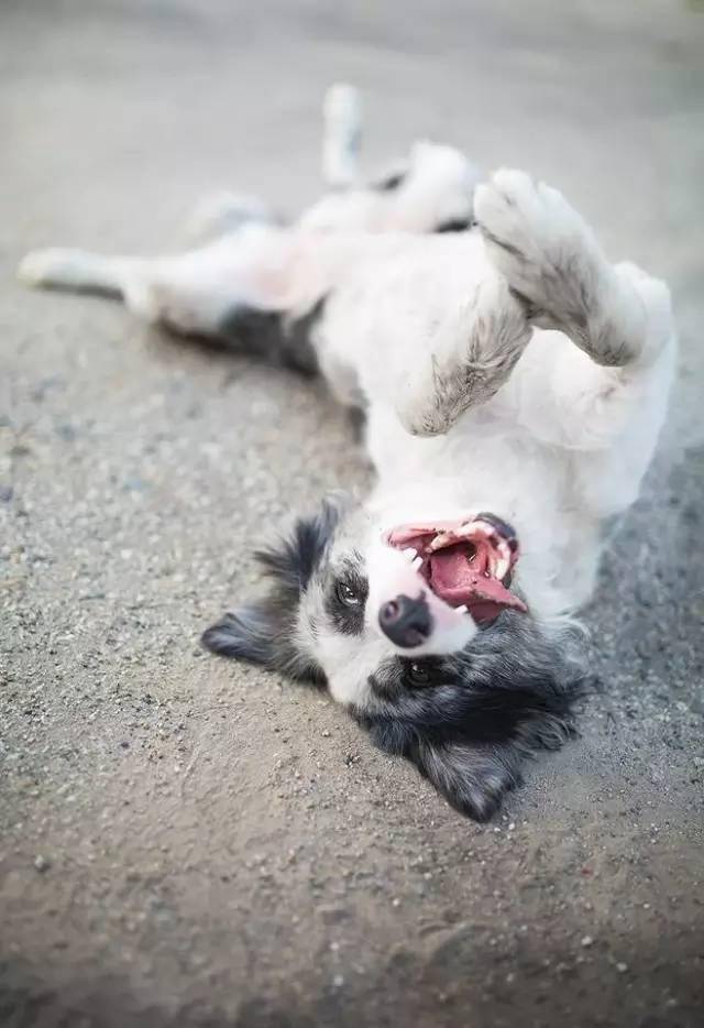 边牧专栏丨训练边境牧羊犬"装死"_狗狗_命令_主人