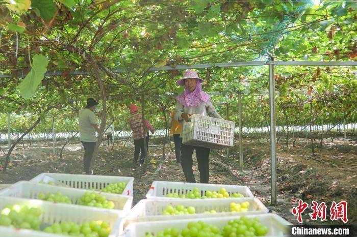 江西永新：“阳光玫瑰”甜蜜上市 水果产业助力乡村振兴