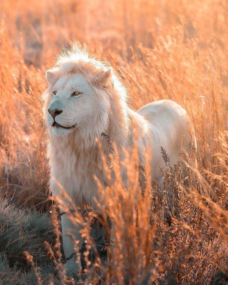 近距离特写白狮的威严,再近都让摄影师感到害怕