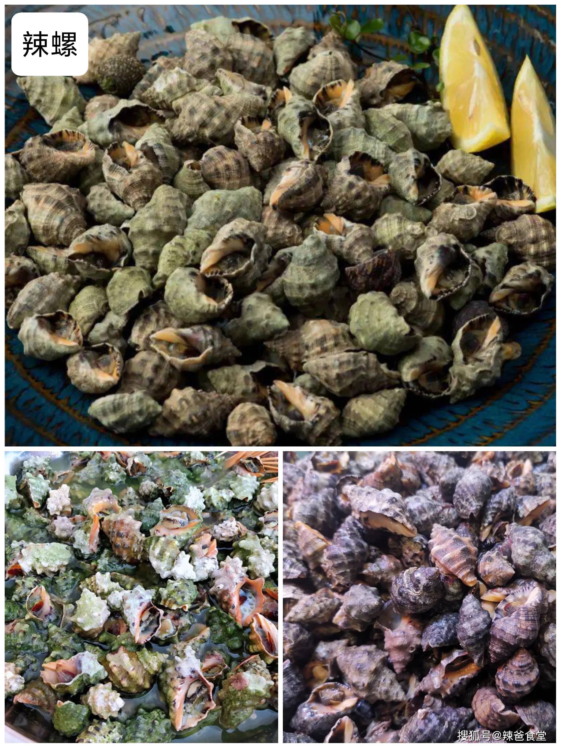 野生鲜活大海螺海鲜新鲜海螺连云港水产品批发生鲜超大贝壳类-阿里巴巴