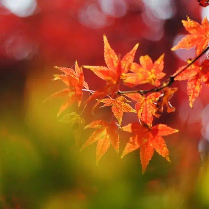 散文：秋色一片_季节_开花_台湾