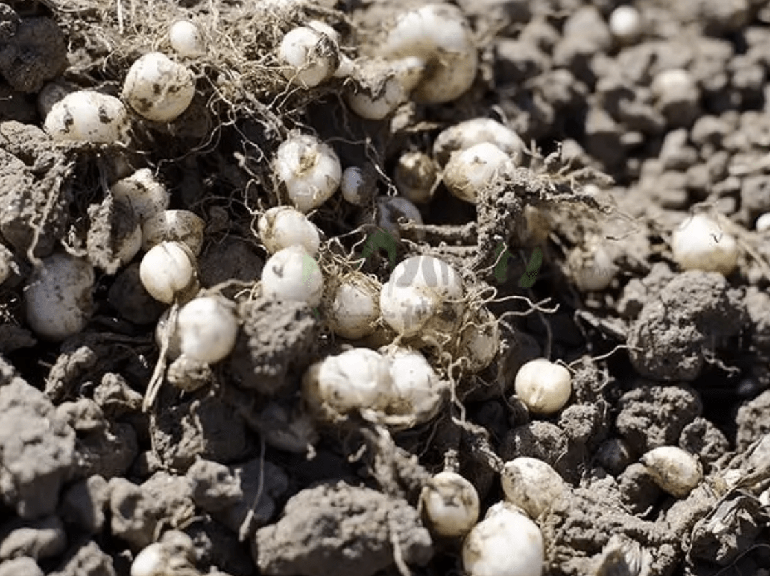 后来才知道川贝母和土人参,地雷花,紫花地丁等野生植物一样,处理后能