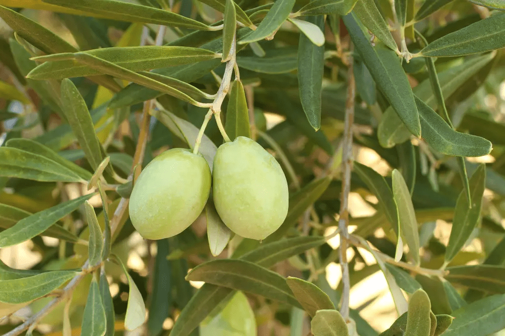 橄榄树种植管理技术,种植橄榄树什么肥料好?_作物_果实_营养