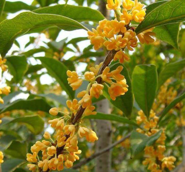 了,而吴刚也总是每日辛勤地不断伐树,不得闲,但那棵桂树却依然如故,枝