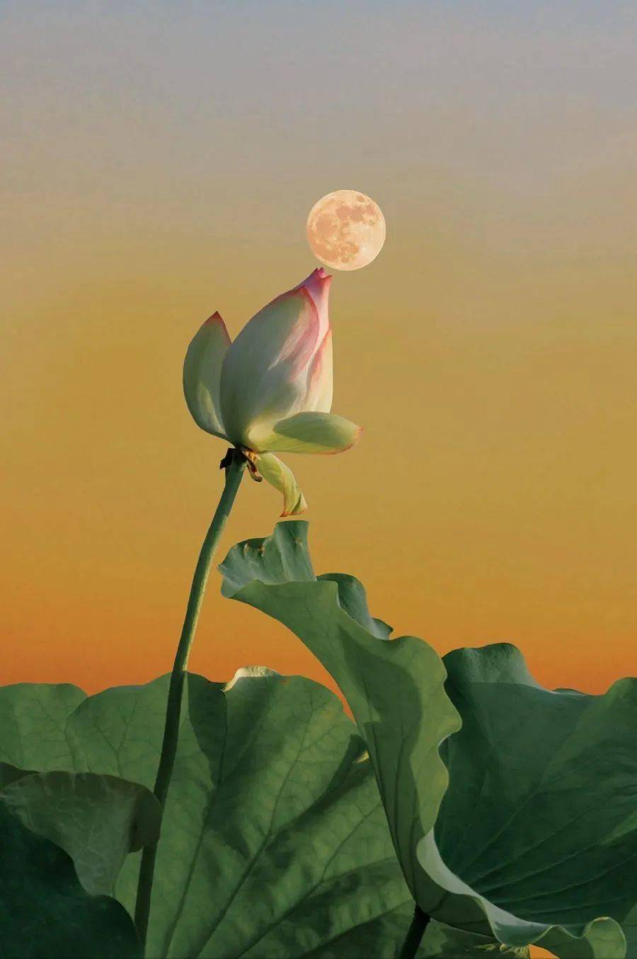 花间久坐任香吹,醉复醒来我是谁_流年_烟雨_万物