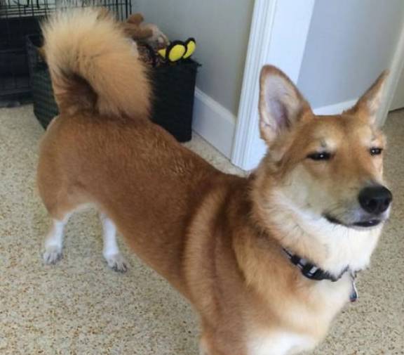 柯基犬和这5种狗狗生下的混血犬 流水的外表 铁打的短腿 Nbsp Amp 毛发