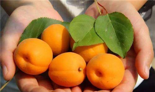 俗语:桃养人,杏伤人,李子树下埋死人,什么意思?