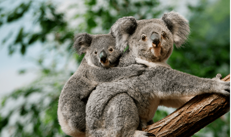 耗资近2亿澳元,已经开展临床实验!_新州_griffin_悉尼