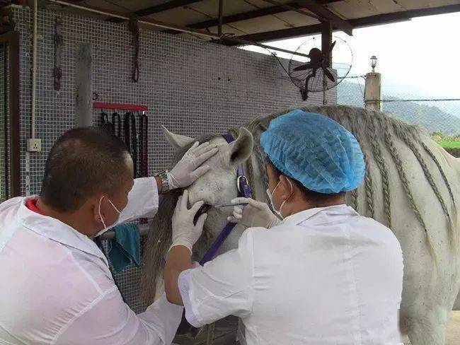 马鼻疽继续进入新版《人畜共患传染病名录》,我们要如何保护人马的