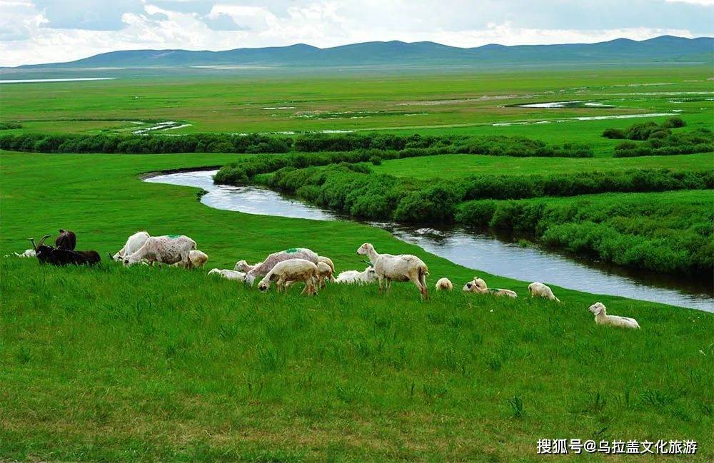 打卡内蒙古 锡林郭勒:碧草毡房牛羊壮 休牧归来绿满坡_草原_上都