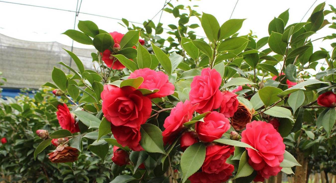 茶花品种排名及图片大全大图