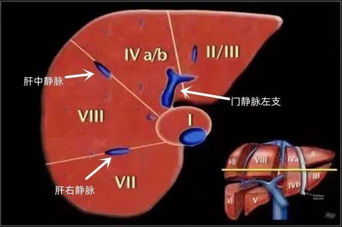 肝脏8段分区ct图图片