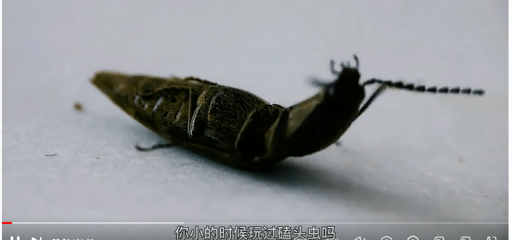 北京多个小区出现婪步甲!专家:不必惊慌,它是害虫天敌_甲虫_昆虫_中华