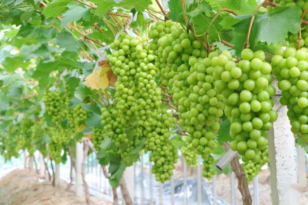 诸暨这里的"阳光玫瑰"丰收了,你吃过吗?_葡萄_颗颗_果肉