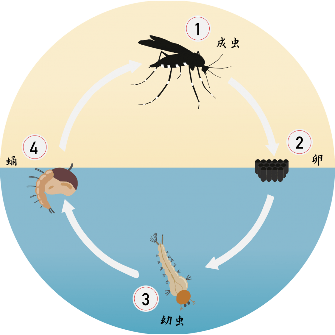 这么热的夏天,蚊子也变少了吗?