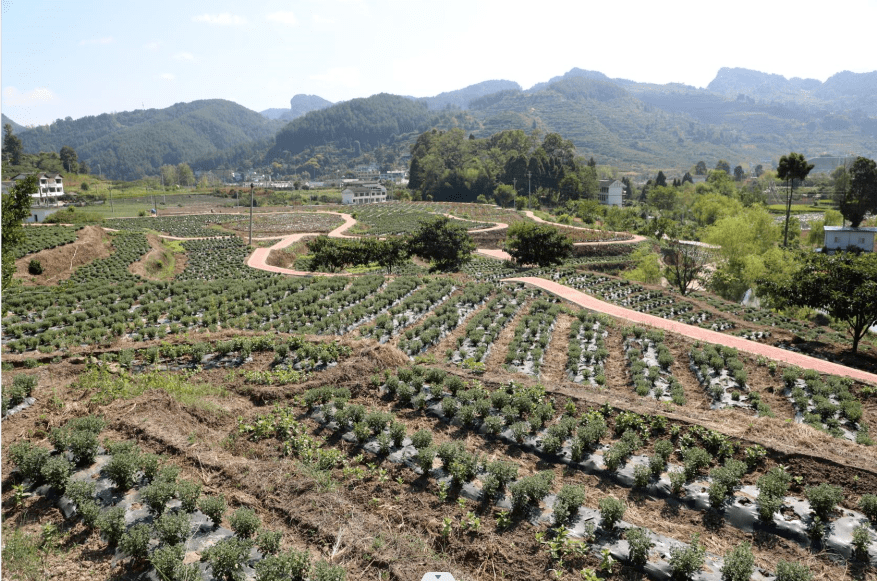 开阳南江乡苗寨村:夯实产业基础 扮靓人居环境 全力奏响乡村振兴"奋进