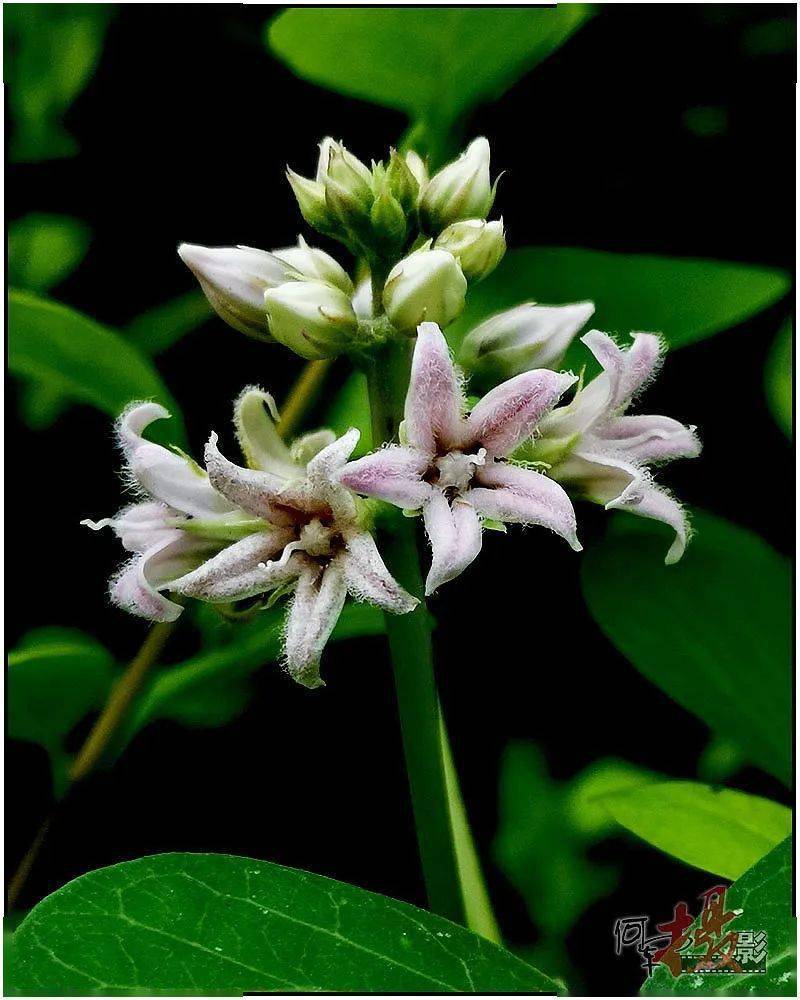 夏花:萝藦花_粉白色_花香_花朵