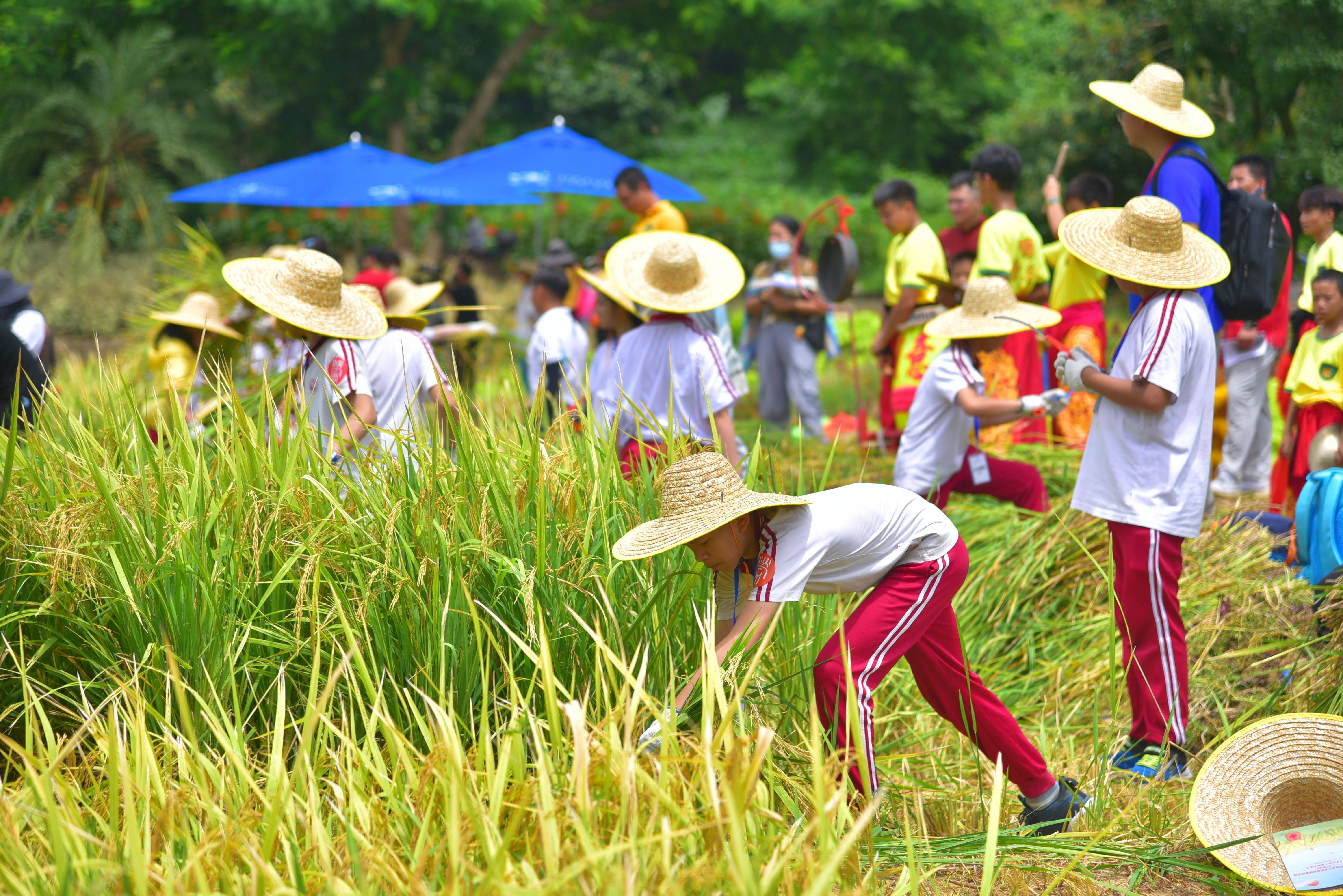 广州组织中小学生走进传统农耕基地
