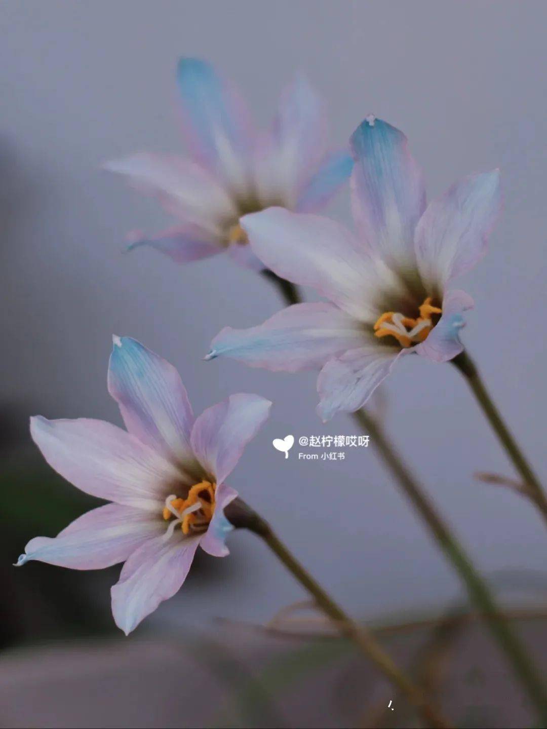 风吹雨成花装了一年韭菜的风雨兰终于在风雨后开成一道明媚彩虹