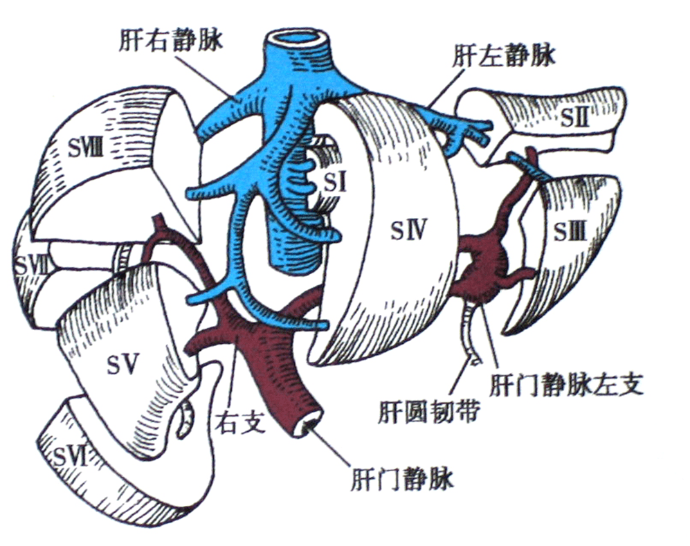 结合解剖看腹部ct