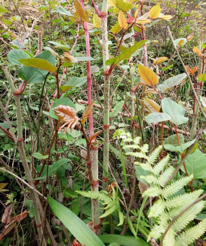 小时候在农村玩过的"酸汤杆",现在想想还有点怀恋_杆子_治疗_酸味
