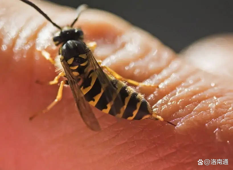 洛南通:胡蜂蜇人情况危急 民警及时救护送医_老人_治疗_人民