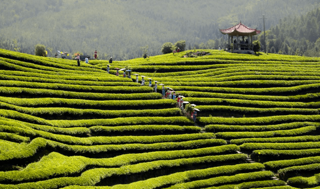 其中,古田縣鑫壠茶葉有限公司生產的