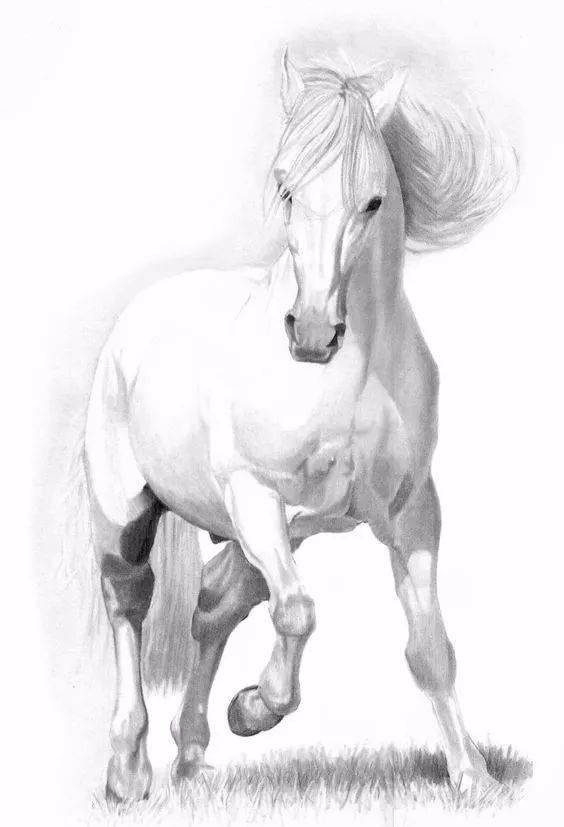 素描版的《动物世界》,万物复苏_在线_绘画_铅笔