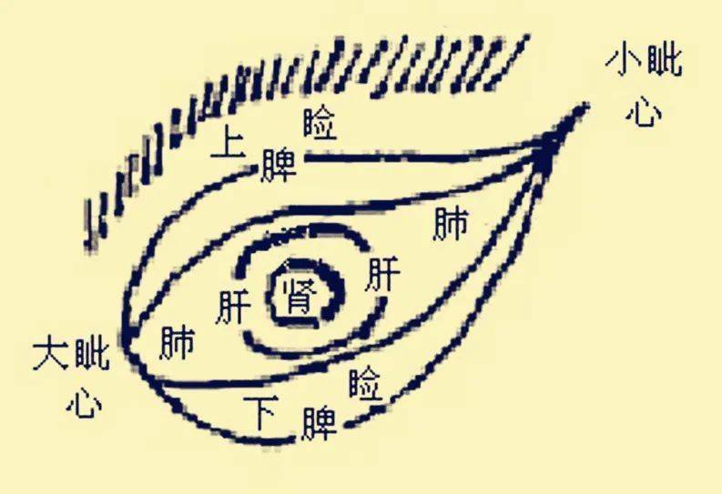 脏腑方面——脾主眼胞,脾主肌肉眼睛之所以能看见东西,明察秋毫,辨别
