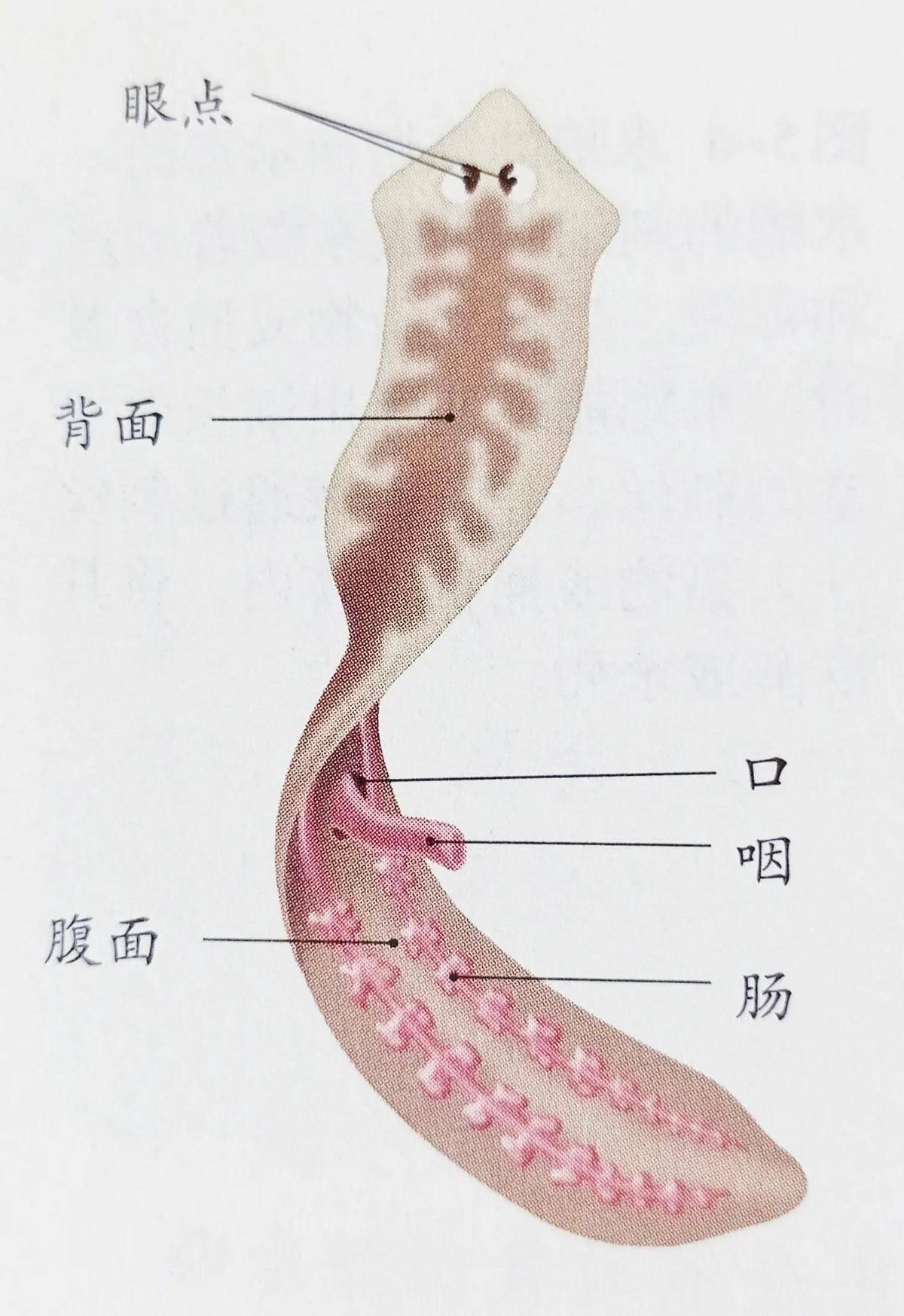 涡虫 身体结构图片