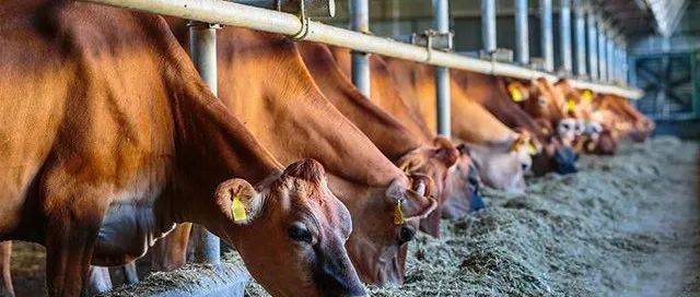奶牛放线菌病的症状与防治_侵害_林氏_头颈部