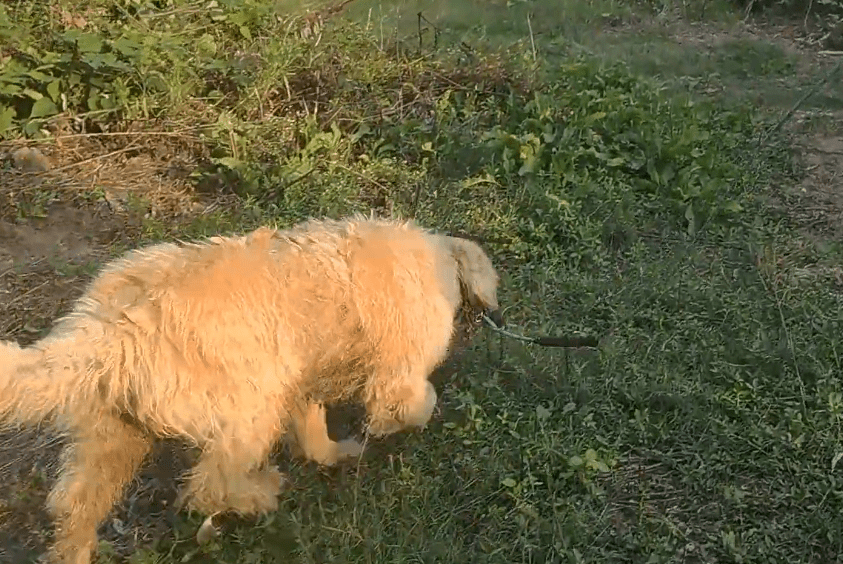 身世坎坷的矮脚金毛,好不容易摆脱种犬身份,却又被一根铁链锁着,即将