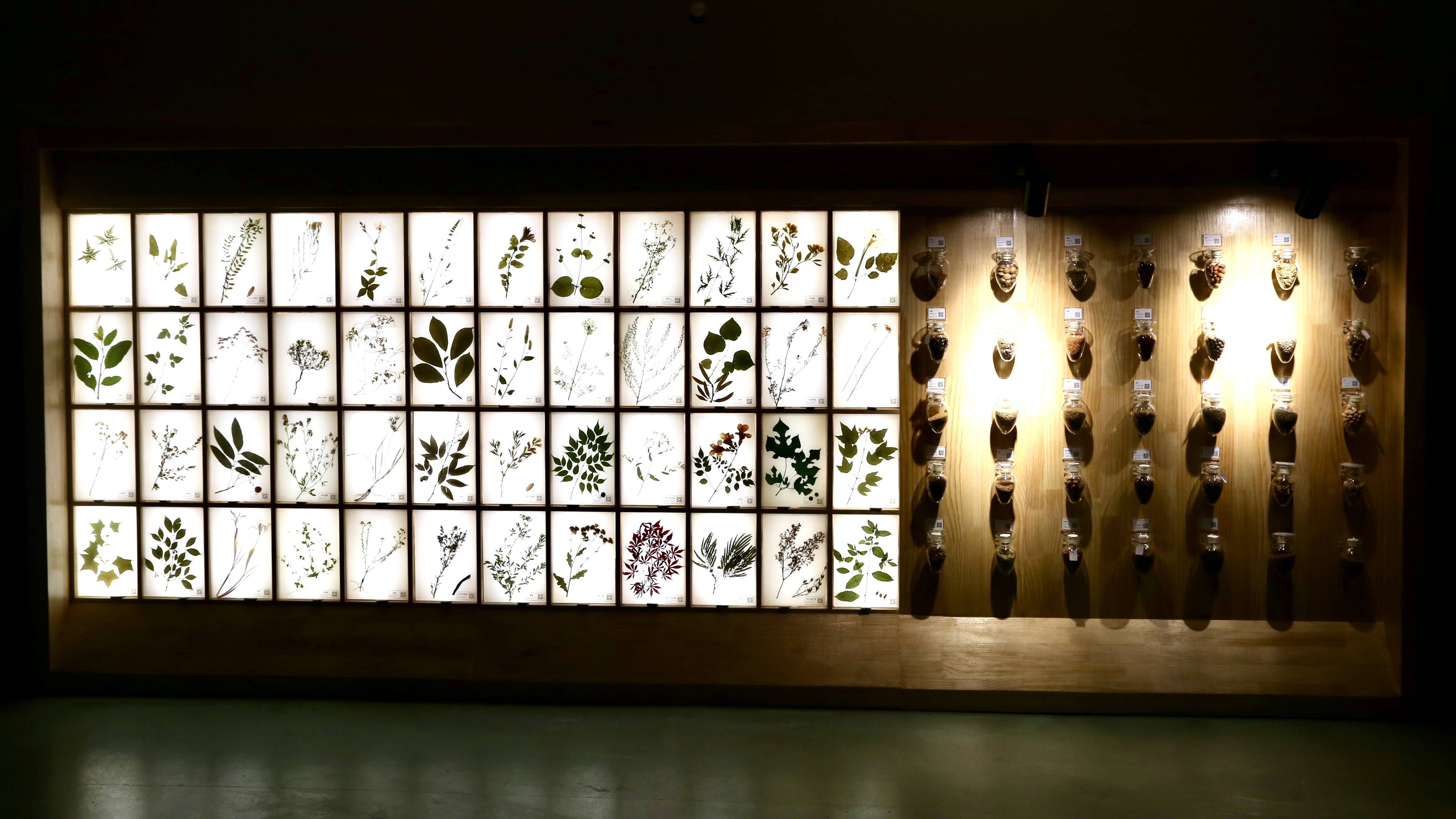 探寻种子的传奇生命 山东博物馆"粒程~林草种质资源科普展"开展