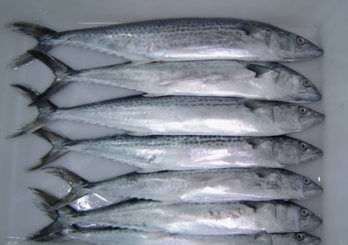 头部和背部为深蓝色,腹部为白色,背鳍与臀鳍之后有角刺,刺少肉多,汕尾